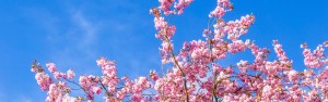 Cherry Blossoms, MBDC